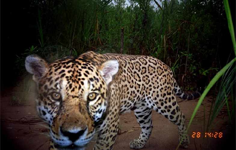 2_Jaguar Camera trap 1